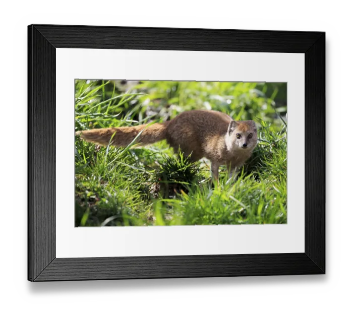 Framed Print : Red meerkat (Cynictis penicillata) Framed Print : Red meerkat (Cynictis penicillata)