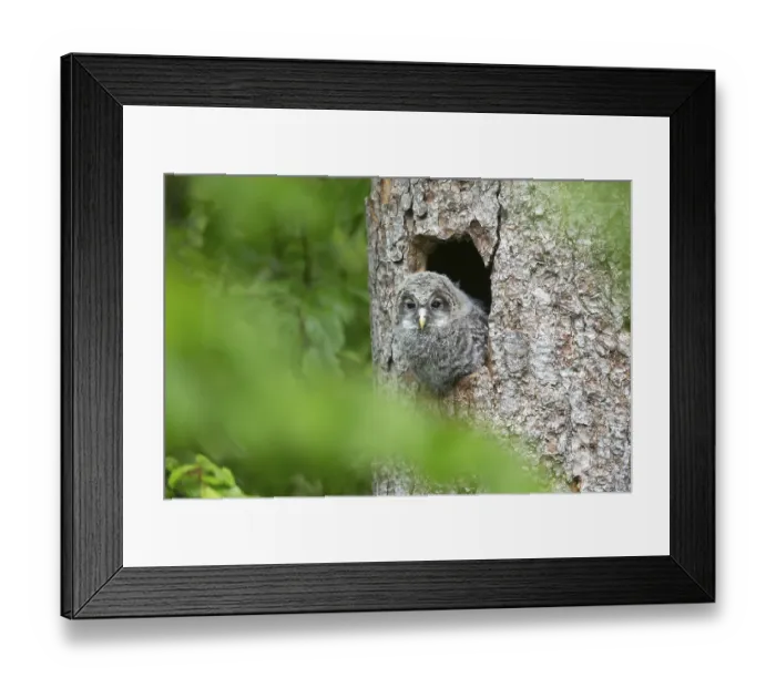 Framed Print : Ural owl (Strix uralensis), young bird