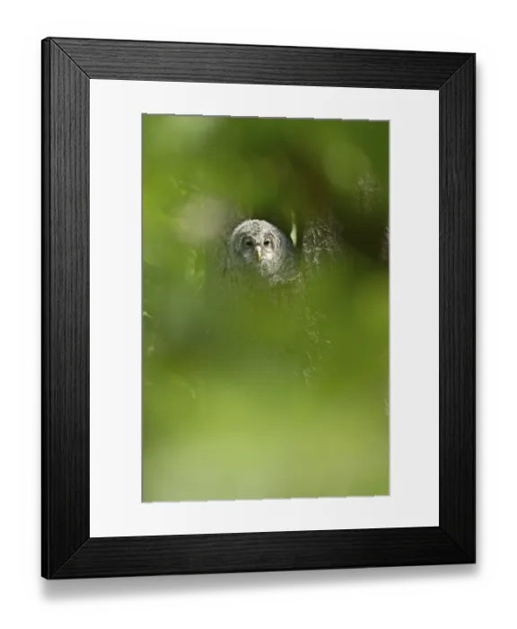 Framed Print : Ural owl (Strix uralensis), young bird