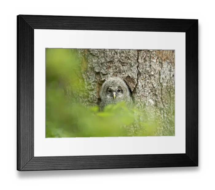 Framed Print : Ural owl (Strix uralensis), young bird