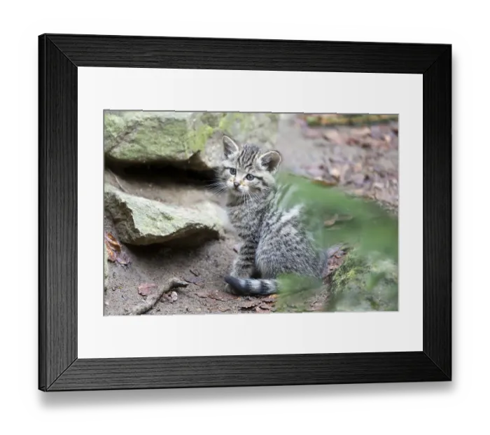 Framed Print : Wildcat (Felis silvestris), young animal Framed Print : Wildcat (Felis silvestris), young animal