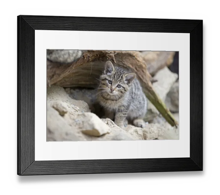 Framed Print : Wildcat (Felis silvestris), young animal Framed Print : Wildcat (Felis silvestris), young animal
