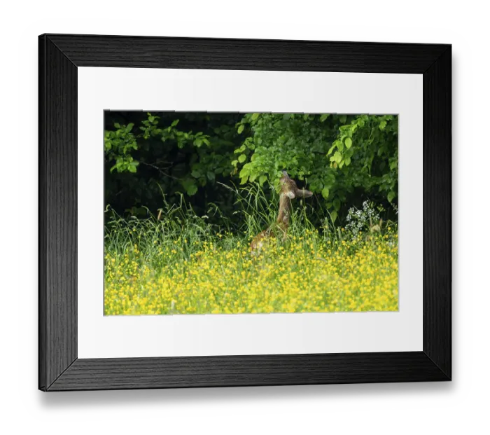 Framed Print : Roe deer (Capreolus capreolus) Framed Print : Roe deer (Capreolus capreolus)