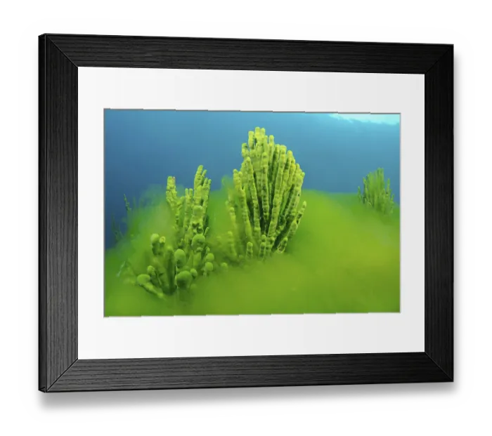 Framed Print : Demosponge (Lubomirskia baicalensis)