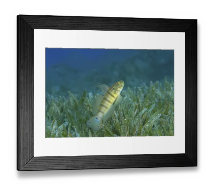 Framed Print : Whitelined Goby (Amblygobius albimaculatus) protects nest built in the seagrass