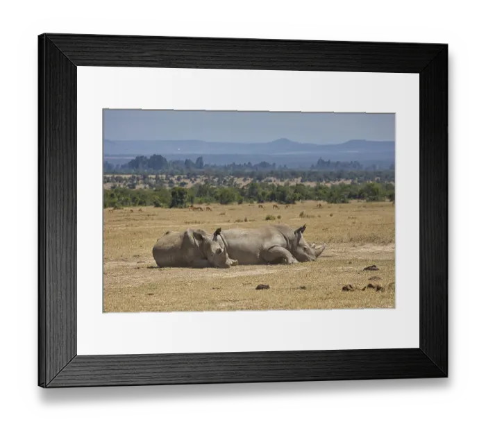 Framed Print : Southern white rhinoceros (Ceratotherium simum simum)
