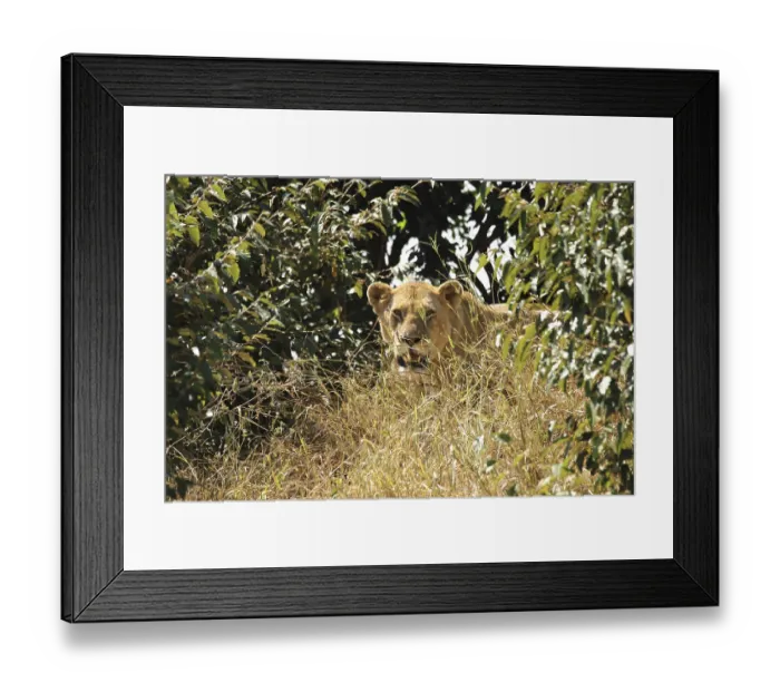Framed Print : A lion, Panthera leo, is well hidden among the bushes and behind the tall grass of the Masai Mara in Kenya