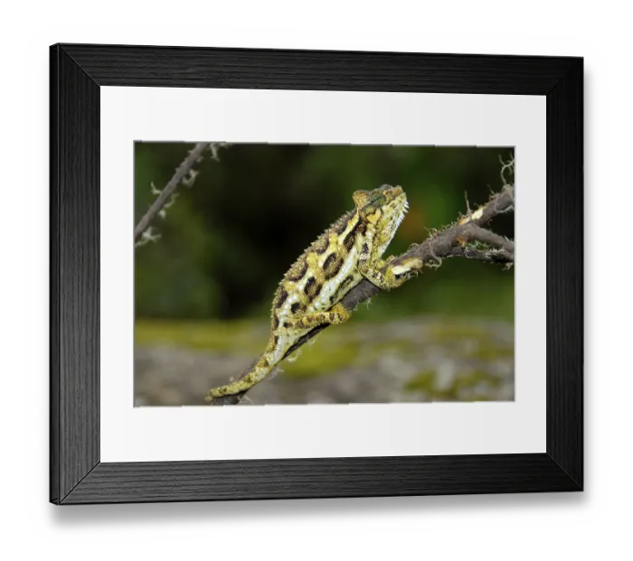 Framed Print : Chameleon Mount Kenya National Park Kenya Framed Print : Chameleon Mount Kenya National Park Kenya