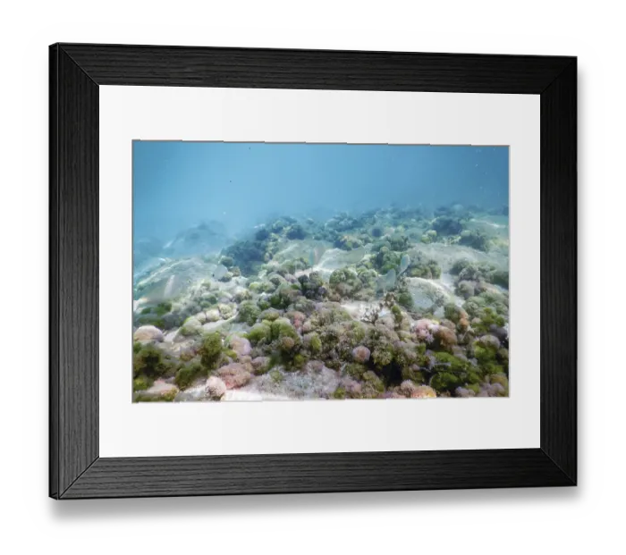 Framed Print : Underwater Scene Sunlight, fish Underwater Life Framed Print : Underwater Scene Sunlight, fish Underwater Life