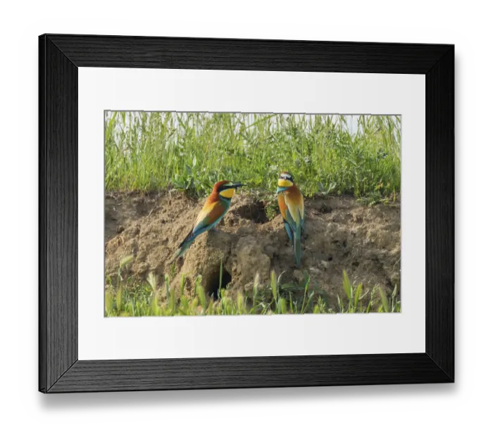 Framed Print : European Bee-Eater (Merops Apiaster)