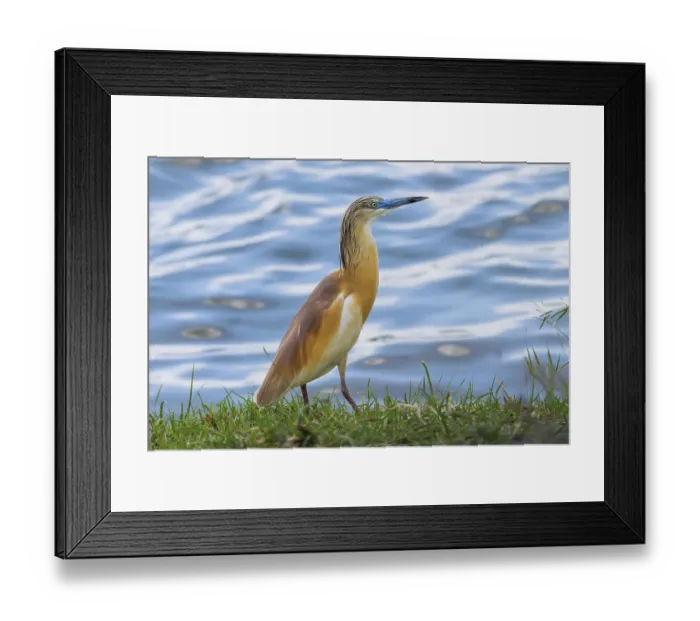Framed Print : Squacco Heron (Ardeola ralloides) in Natural Habitat Framed Print : Squacco Heron (Ardeola ralloides) in Natural Habitat