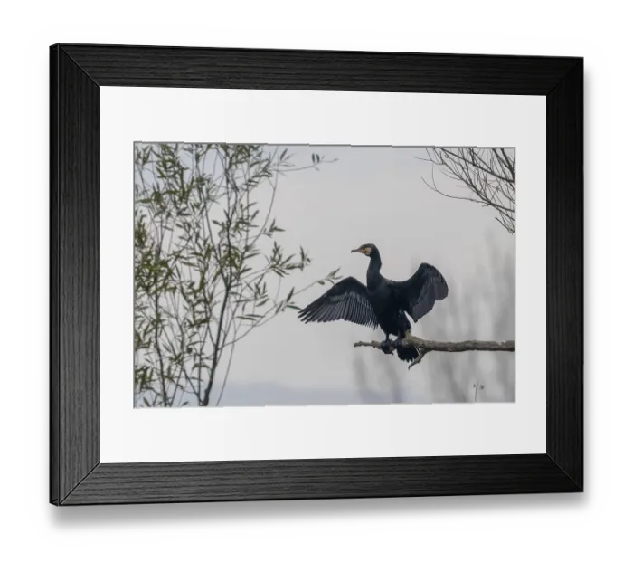 Framed Print : Great Cormorant (Phalacrocorax carbo) Resting on a tree Framed Print : Great Cormorant (Phalacrocorax carbo) Resting on a tree