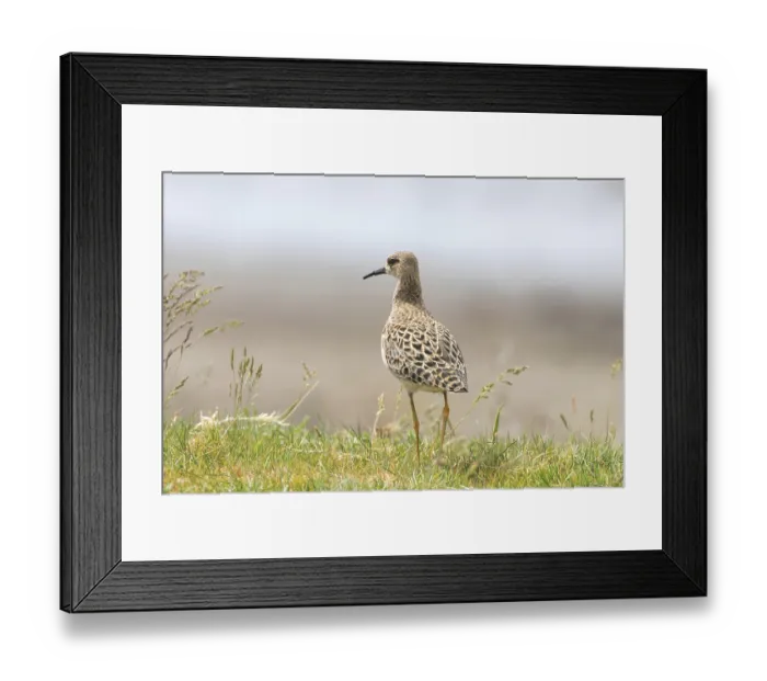 Framed Print : Ruff Bird (Philomachus pugnax) Ruff Wader Bird