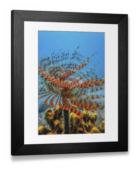 Framed Print : Tubeworm underwater (Sabella spallanzanii) Underwater Sea Life