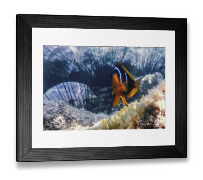 Framed Print : Red Sea clownfish (Amphiprion bicinctus) Red Sea