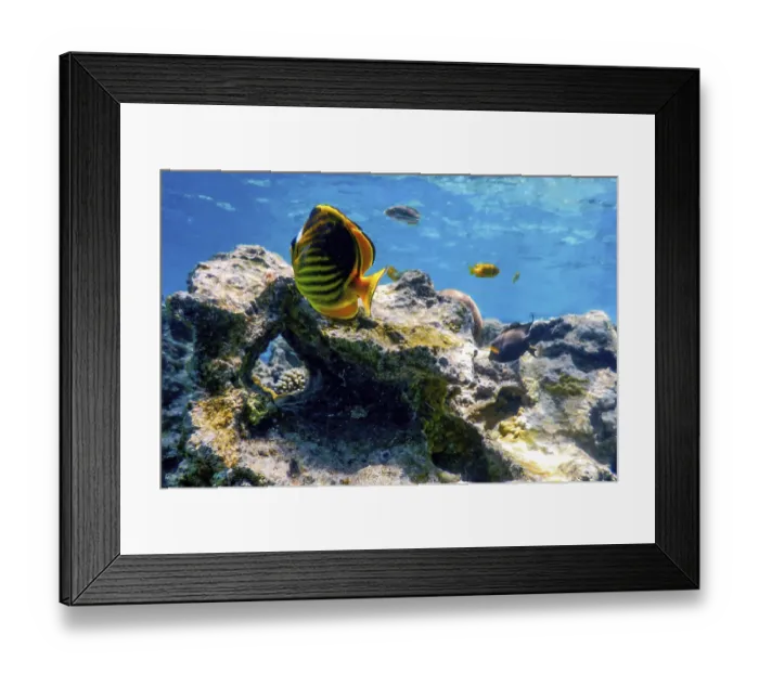 Framed Print : Diagonal butterflyfish (Chaetodon fasciatus) Coral fish