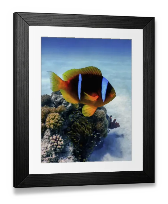 Framed Print : Red Sea clownfish (Amphiprion bicinctus) Red Sea