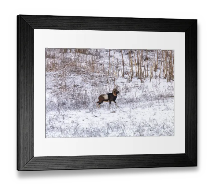 Framed Print : Mouflon Male in Winter Wild nature (ovis musimon)