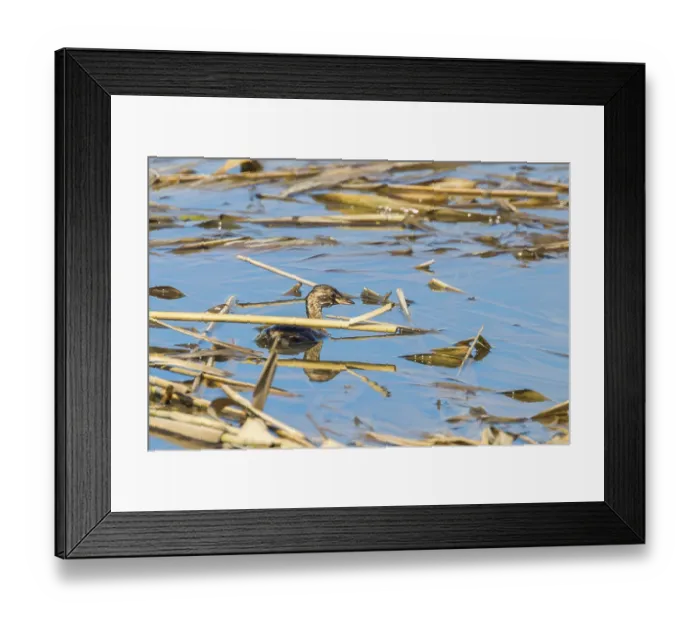 Framed Print : Little Grebe in Water (Tachybaptus ruficollis) Framed Print : Little Grebe in Water (Tachybaptus ruficollis)