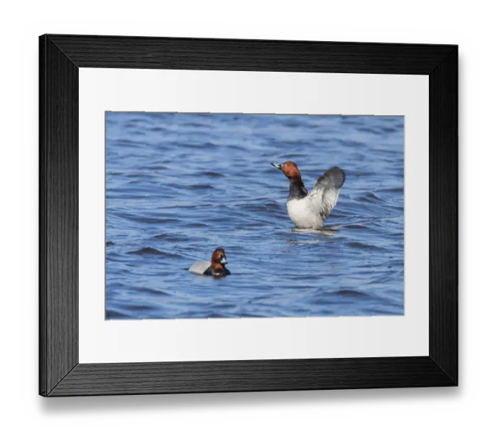 Framed Print : Common Pochard ducks swimming in the lake (Aythya ferina)