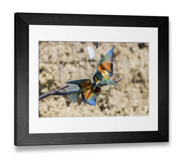 Framed Print : European Bee Eater In Flight (Merops Apiaster)