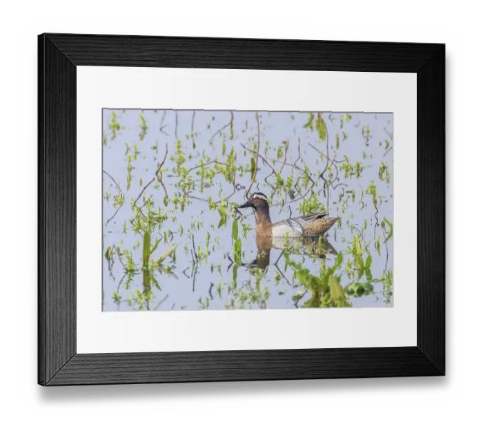 Framed Print : Garganey Duck on Water (Anas querquedula) Garganey Male Wildlife Framed Print : Garganey Duck on Water (Anas querquedula) Garganey Male Wildlife