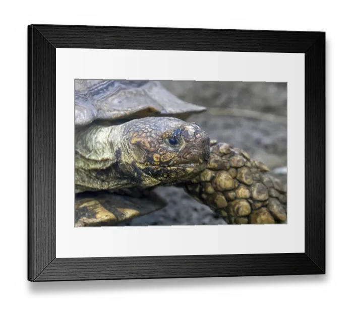 Framed Print : African Spurred Tortoise (Geochelone sulcata) Sulcata Tortoise