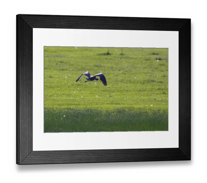 Framed Print : Glossy Ibis in Flight (Plegadis falcinellus)