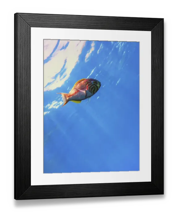 Framed Print : Klunzinger wrasse (Thalassoma rueppellii) Coral fish