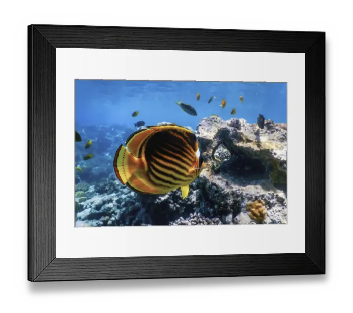Framed Print : Diagonal butterflyfish (Chaetodon fasciatus) Coral fish Framed Print : Diagonal butterflyfish (Chaetodon fasciatus) Coral fish