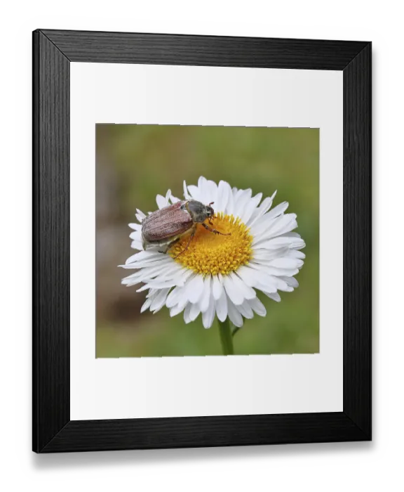 Framed Print : Cockchafer, field cockchafer (Melolontha melolontha) Framed Print : Cockchafer, field cockchafer (Melolontha melolontha)