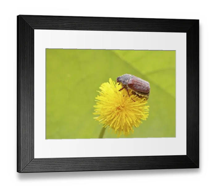 Framed Print : Cockchafer, field cockchafer (Melolontha melolontha)