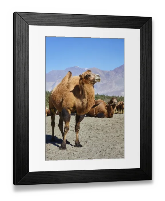 Framed Print : Bactrian camels in Himalayas. Hunder village