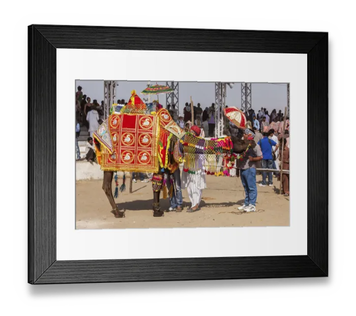 Framed Print : PUSHKAR, INDIA, NOVEMBER 22, 2012: Camel decoration competition contest at Pushkar camel fair (Pushkar Mela) Framed Print : PUSHKAR, INDIA, NOVEMBER 22, 2012: Camel decoration competition contest at Pushkar camel fair (Pushkar Mela)