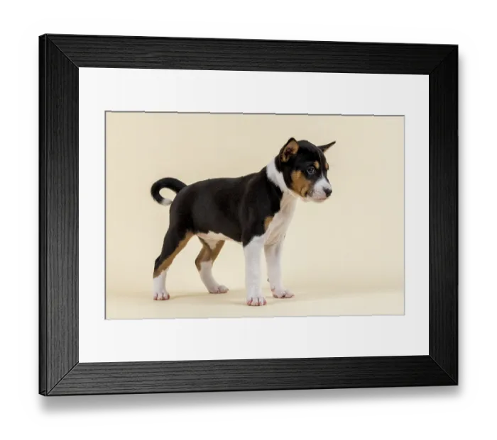 Framed Print : Basenji or Congo Terrier (Canis lupus familiaris)