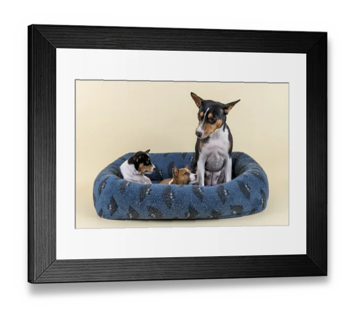 Framed Print : Basenji or Congo Terrier (Canis lupus familiaris) Framed Print : Basenji or Congo Terrier (Canis lupus familiaris)