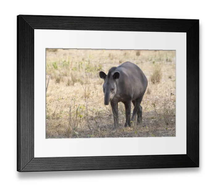 Framed Print : Lowland tapir (Tapirus terrestris)