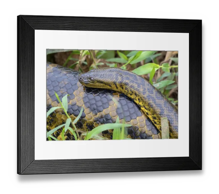 Framed Print : Yellow anaconda (Eunectes notaeus) Framed Print : Yellow anaconda (Eunectes notaeus)