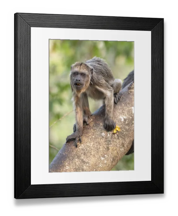 Framed Print : Black howler (Alouatta), juvenile Framed Print : Black howler (Alouatta), juvenile
