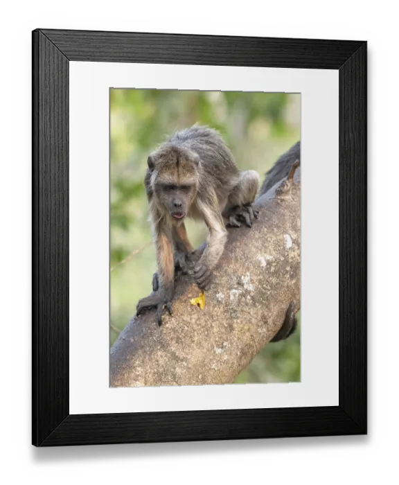 Framed Print : Black howler (Alouatta), juvenile