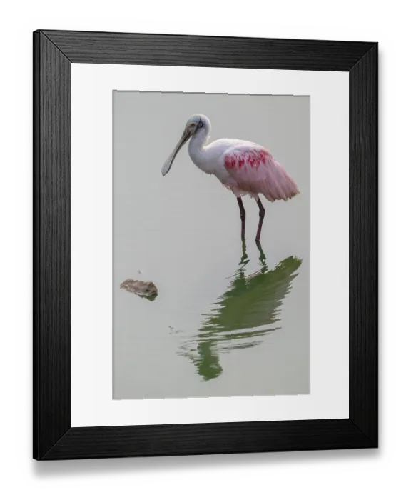 Framed Print : Roseate spoonbill (Ajaia ajaja)