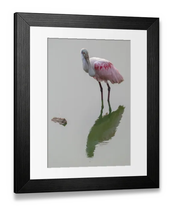 Framed Print : Roseate spoonbill (Ajaia ajaja) Framed Print : Roseate spoonbill (Ajaia ajaja)