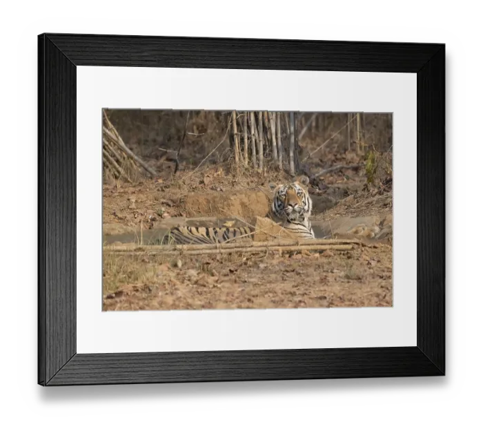 Framed Print : Tiger (Panthera tigris), Bengal tiger or Indian tiger