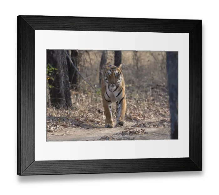 Framed Print : Tiger (Panthera tigris), Bengal tiger or Indian tiger