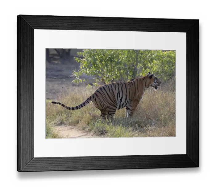 Framed Print : Tiger (Panthera tigris), Bengal tiger or Indian tiger Framed Print : Tiger (Panthera tigris), Bengal tiger or Indian tiger