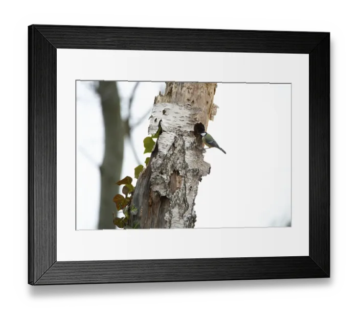Framed Print : Great Tit (Parus major), in a tree cavity on a dead birch tree Framed Print : Great Tit (Parus major), in a tree cavity on a dead birch tree