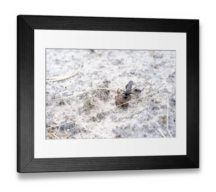Framed Print : Spring wasp (Anoplius viaticus) Framed Print : Spring wasp (Anoplius viaticus)