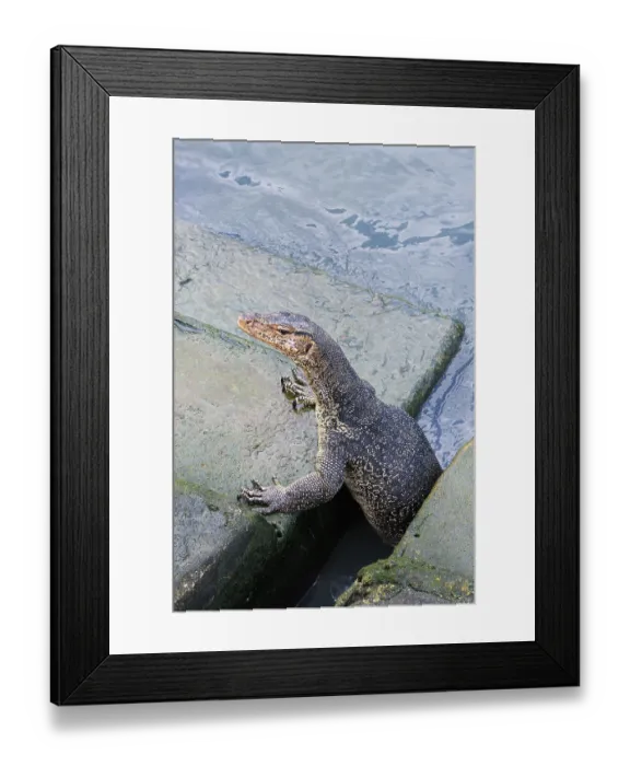 Framed Print : Asian Water Monitor (Varanus salvator) coming out of the water and climbing dock steps Framed Print : Asian Water Monitor (Varanus salvator) coming out of the water and climbing dock steps