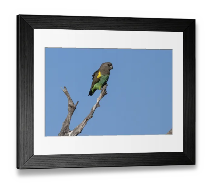 Framed Print : Goldbug parrots (Poicephalus meyeri damarensis) sitting on a dry branch Framed Print : Goldbug parrots (Poicephalus meyeri damarensis) sitting on a dry branch