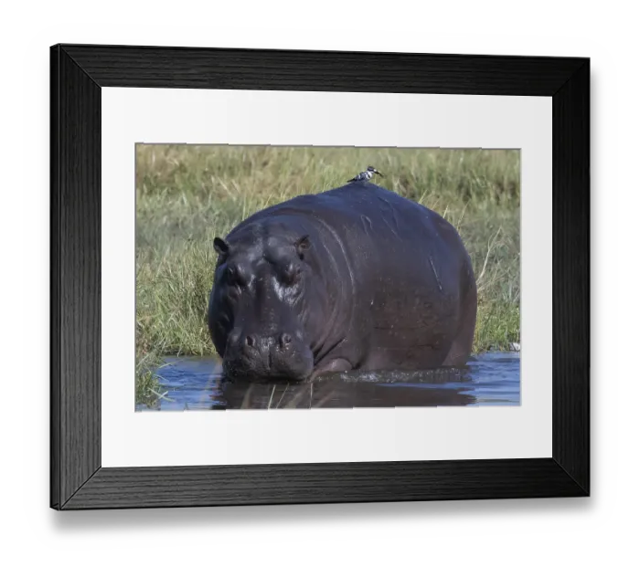 Framed Print : Hippopotamus (Hippopotamus amphibius) with grey kingfisher (Ceryle rudis) with prey